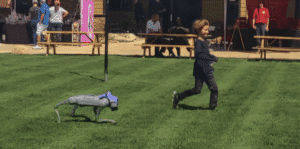 quadruped robot dog